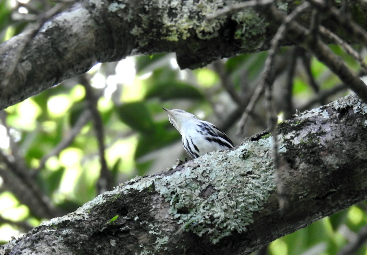 Black-and-white Warbler - ML608762391