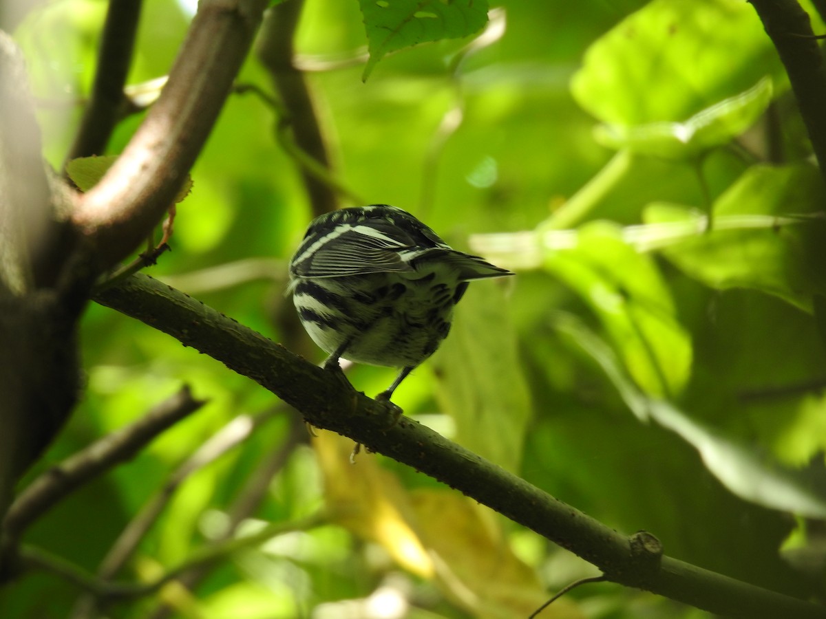 Black-and-white Warbler - ML608762396