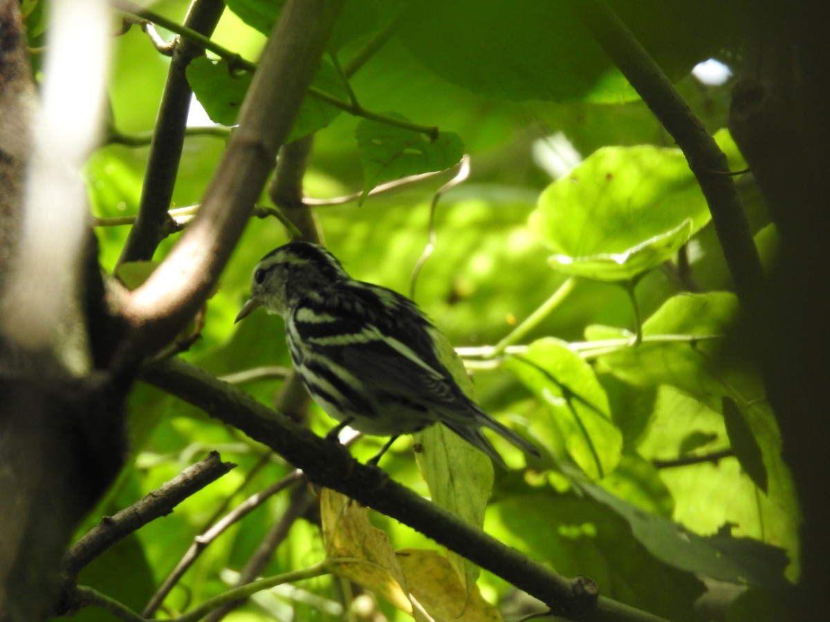 Black-and-white Warbler - ML608762397