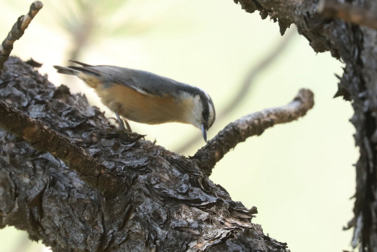 Red-breasted Nuthatch - ML608762606