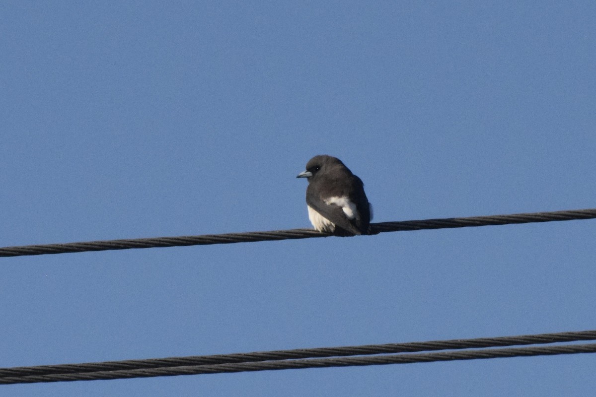 White-breasted Woodswallow - ML608763390