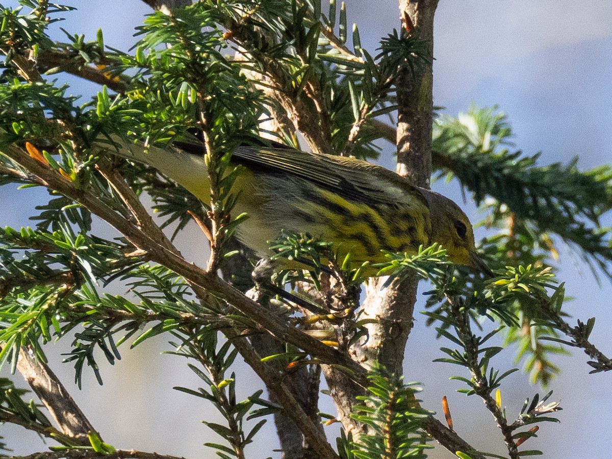 Cape May Warbler - ML608763547