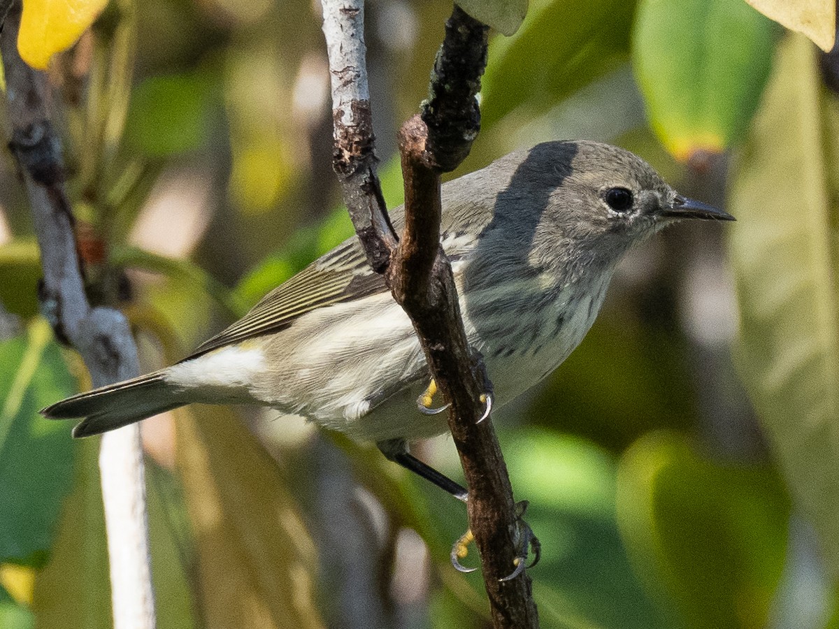 Cape May Warbler - ML608763549