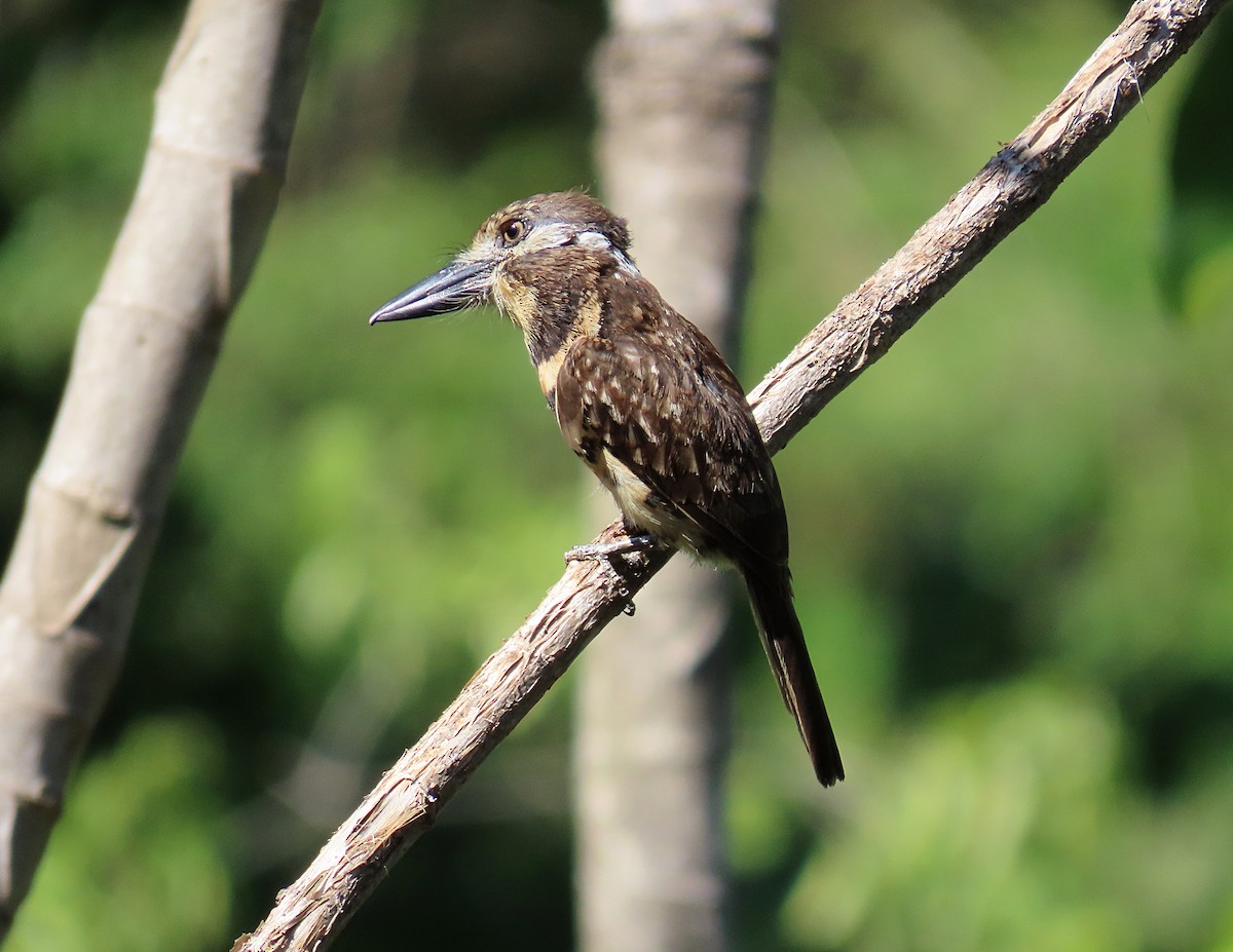 Two-banded Puffbird - ML608764748