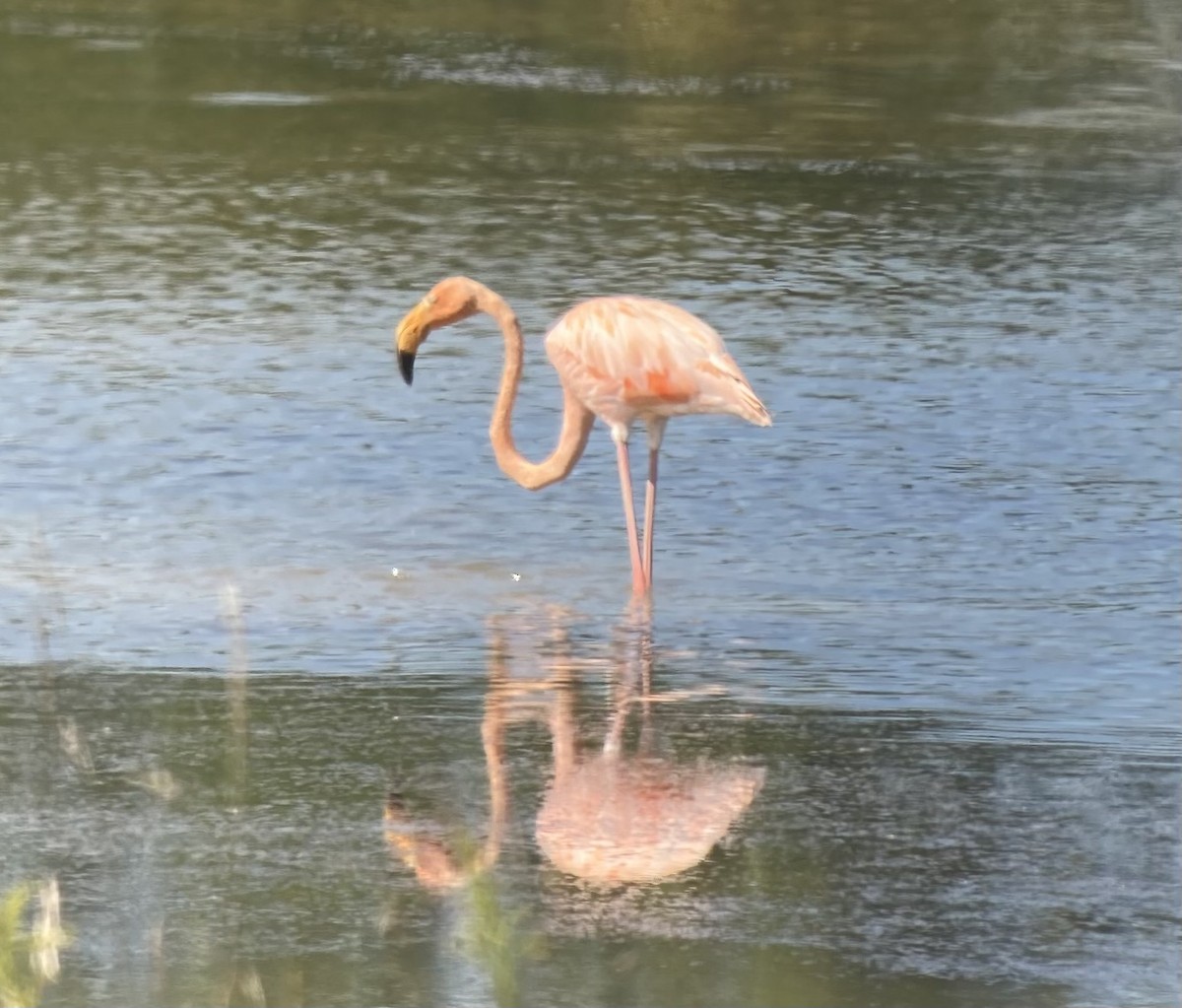 American Flamingo - Evan Houston