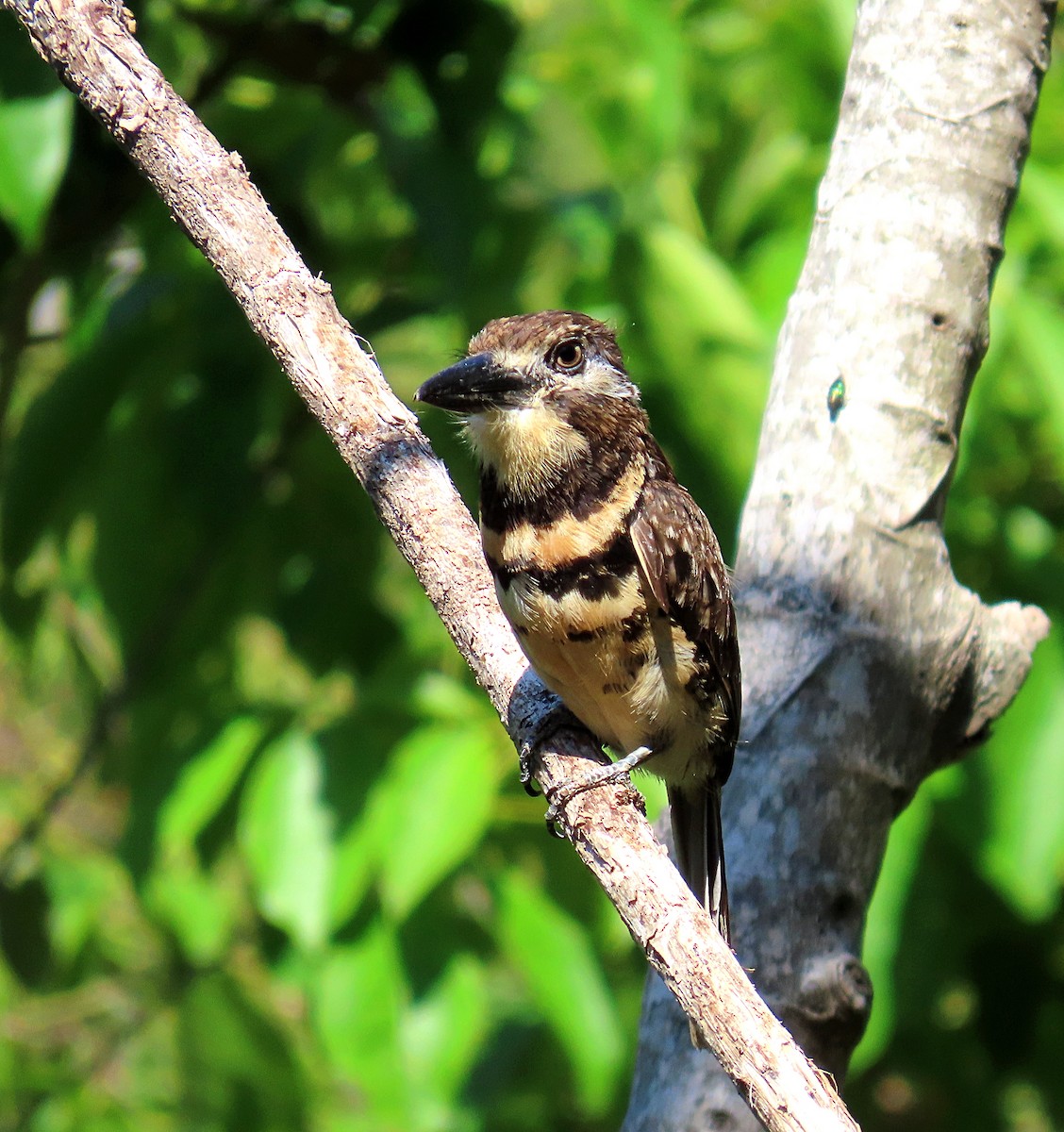 Two-banded Puffbird - ML608764842