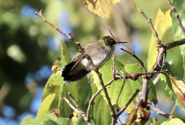 Ruby-throated Hummingbird - ML608765212