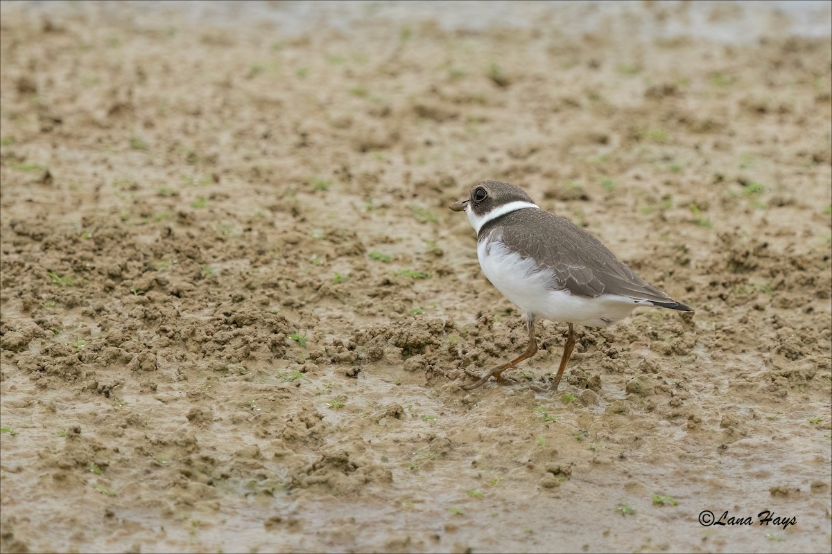 Semipalmated Plover - ML608765945