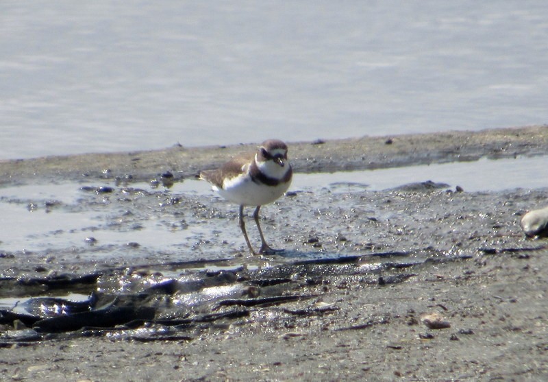 Semipalmated Plover - ML608765998