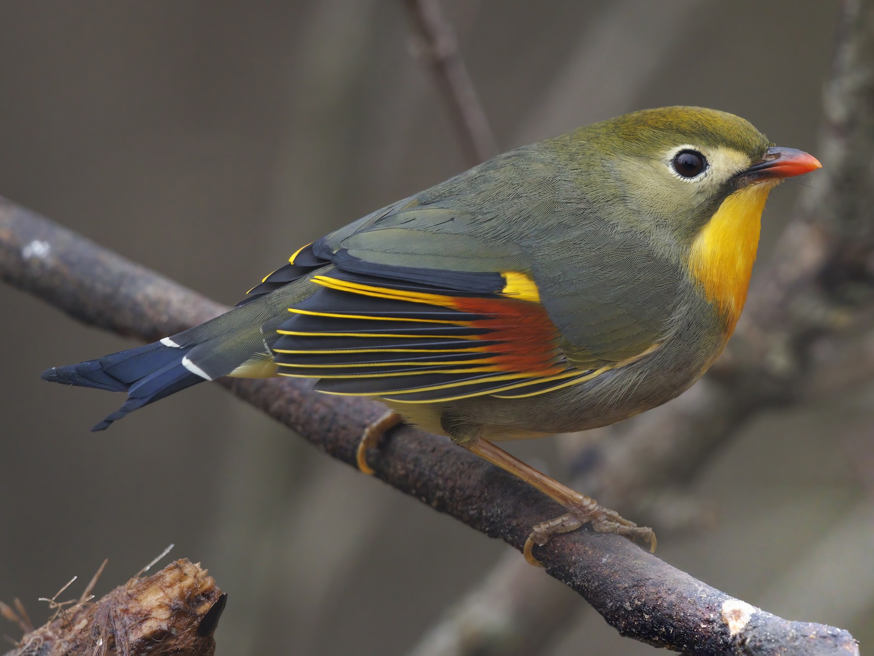 Red-billed Leiothrix - Marco Valentini