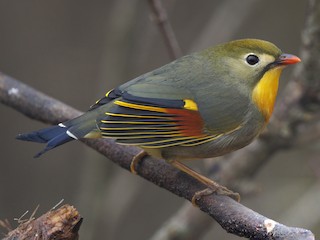  - Red-billed Leiothrix