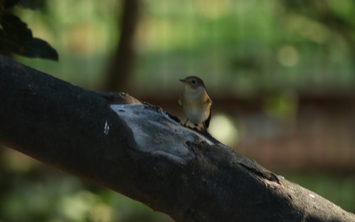 Red-breasted Flycatcher - ML608766181