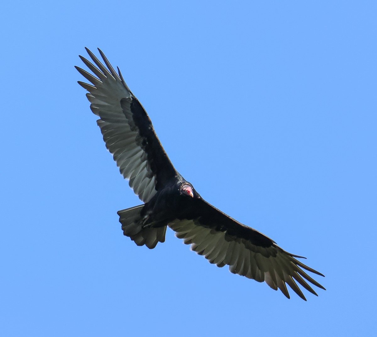 Turkey Vulture - ML608766384