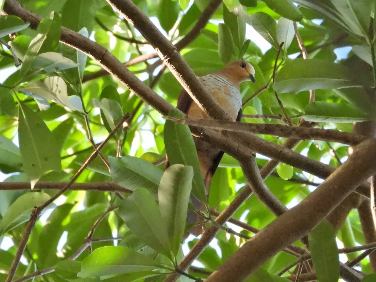 Sultan's Cuckoo-Dove (Sulawesi) - ML608766782