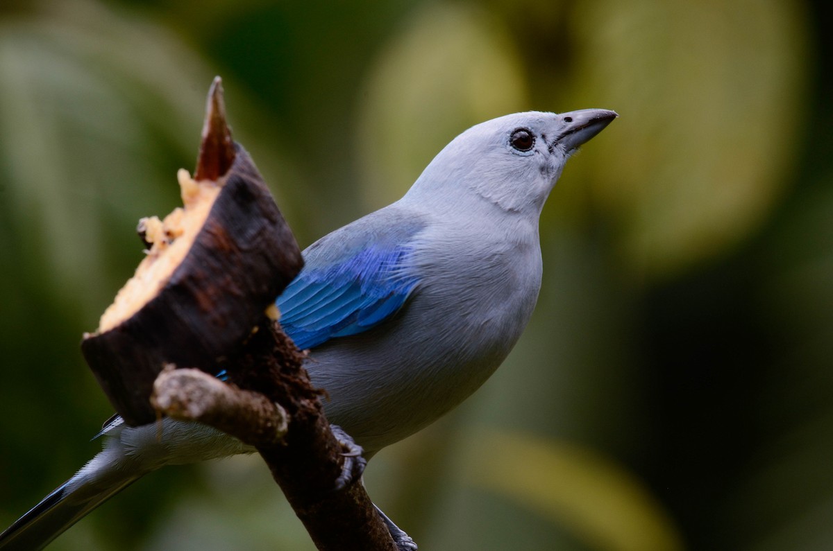 Blue-gray Tanager - ML608766875