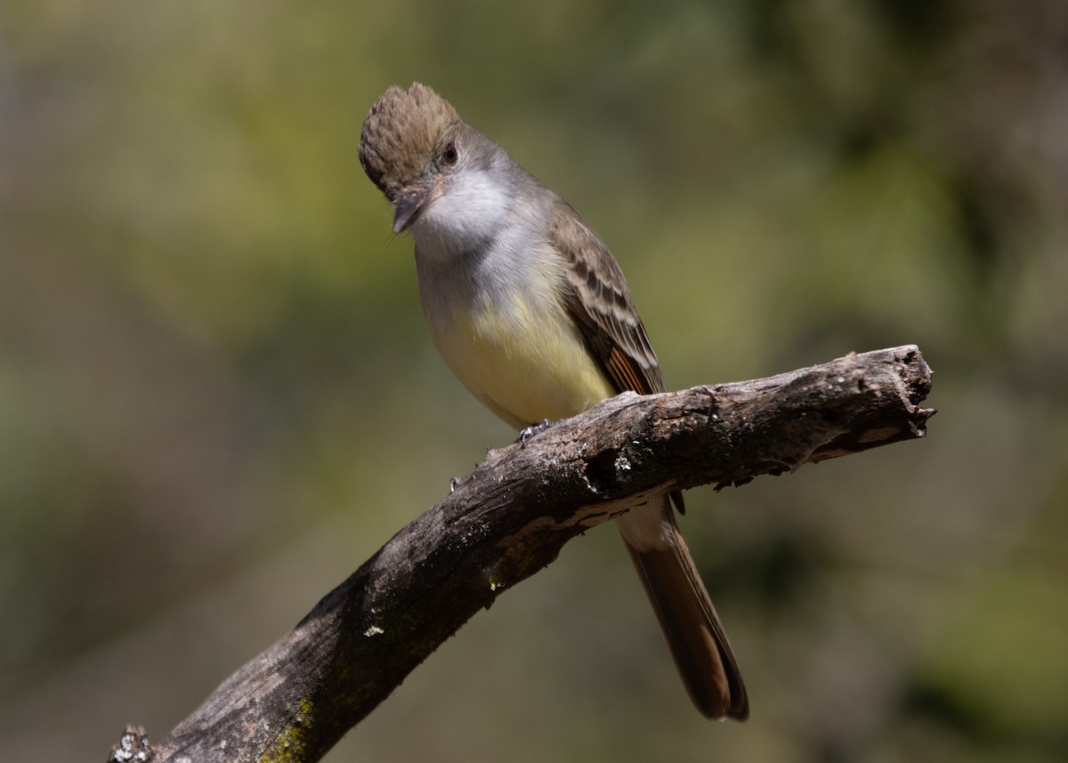 Brown-crested Flycatcher - Silvia Faustino Linhares