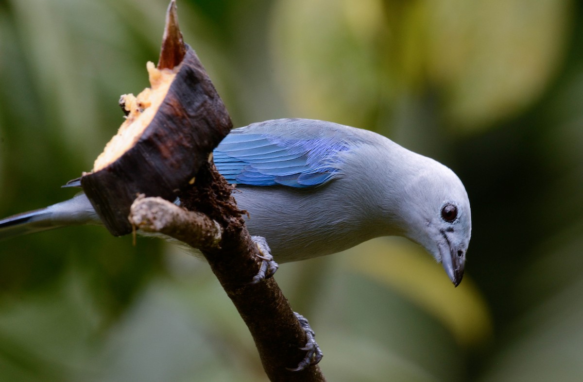 Blue-gray Tanager - ML608766934