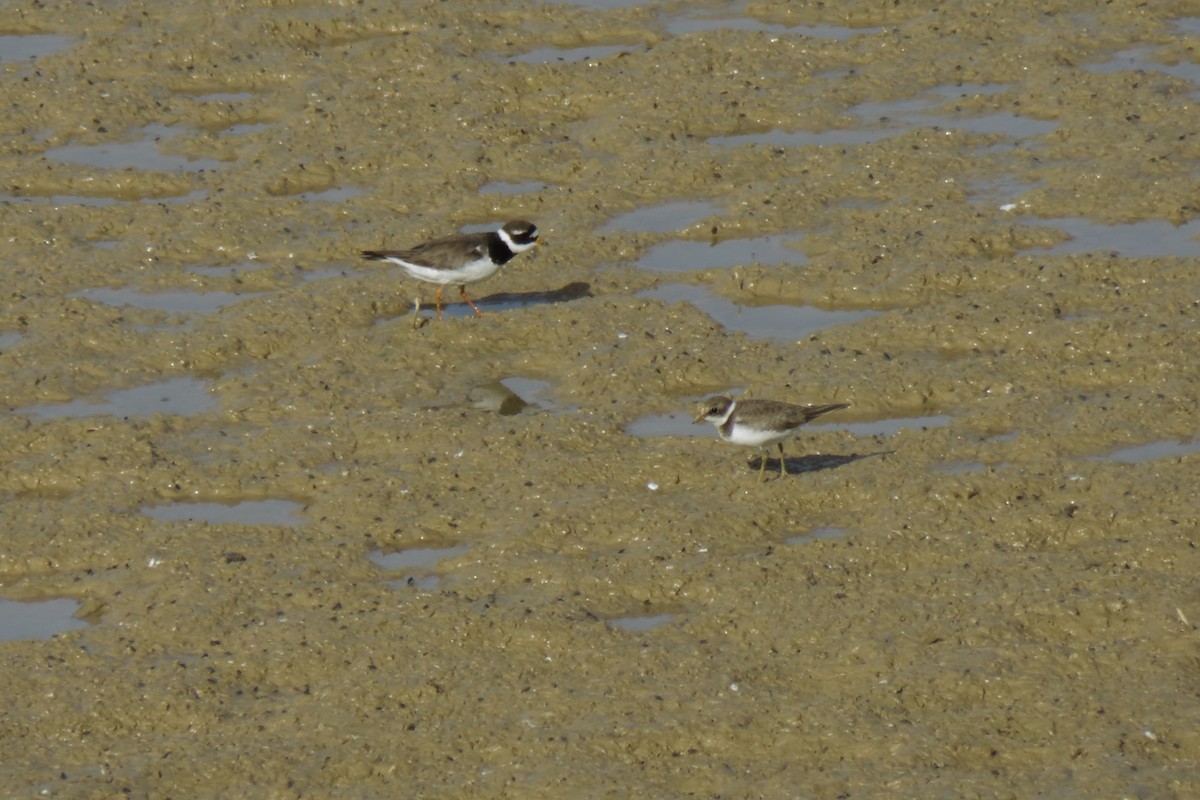 Common Ringed Plover - ML608766986