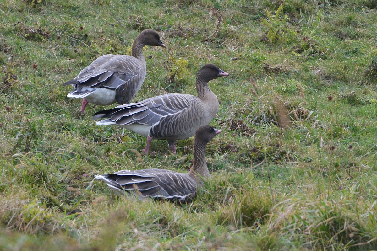 Pink-footed Goose - ML608767643