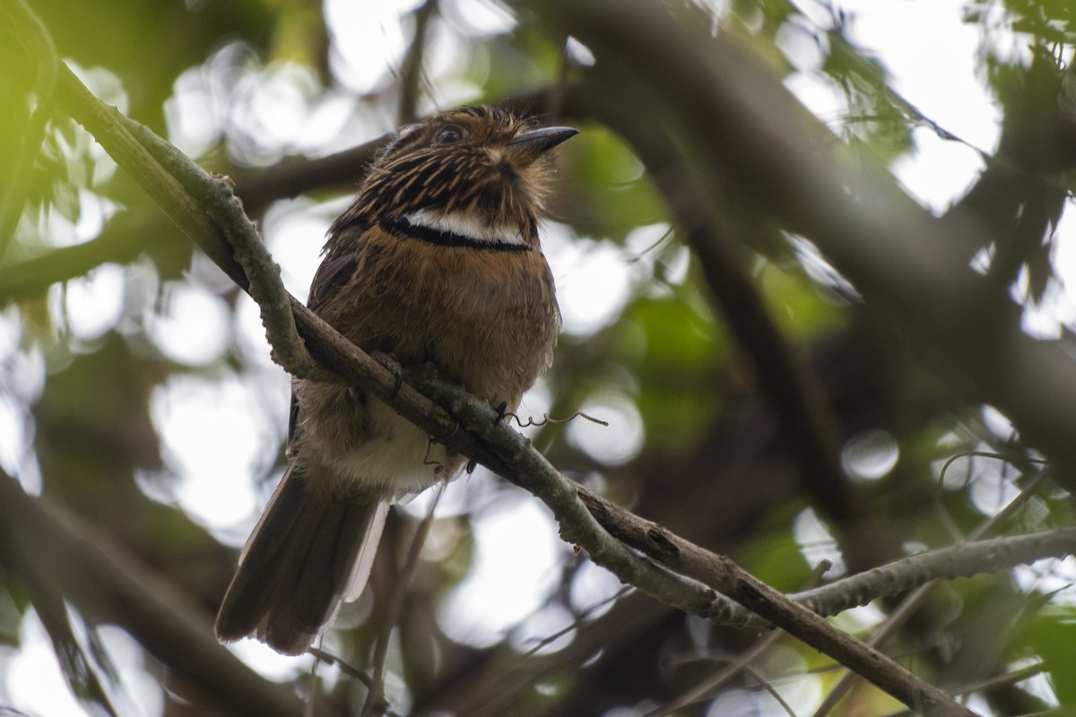 Crescent-chested Puffbird (Greater) - ML608767869