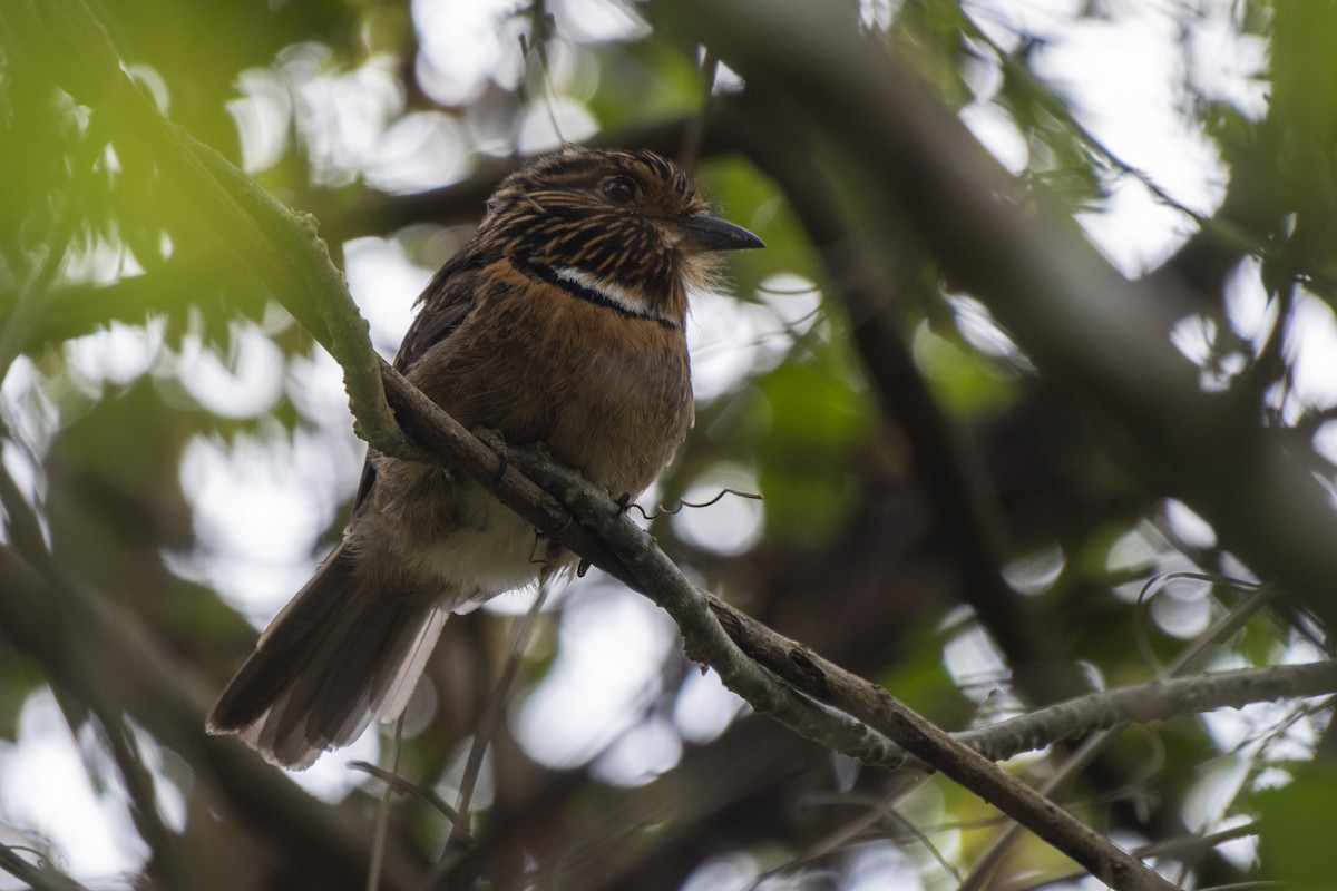 Crescent-chested Puffbird (Greater) - ML608767870