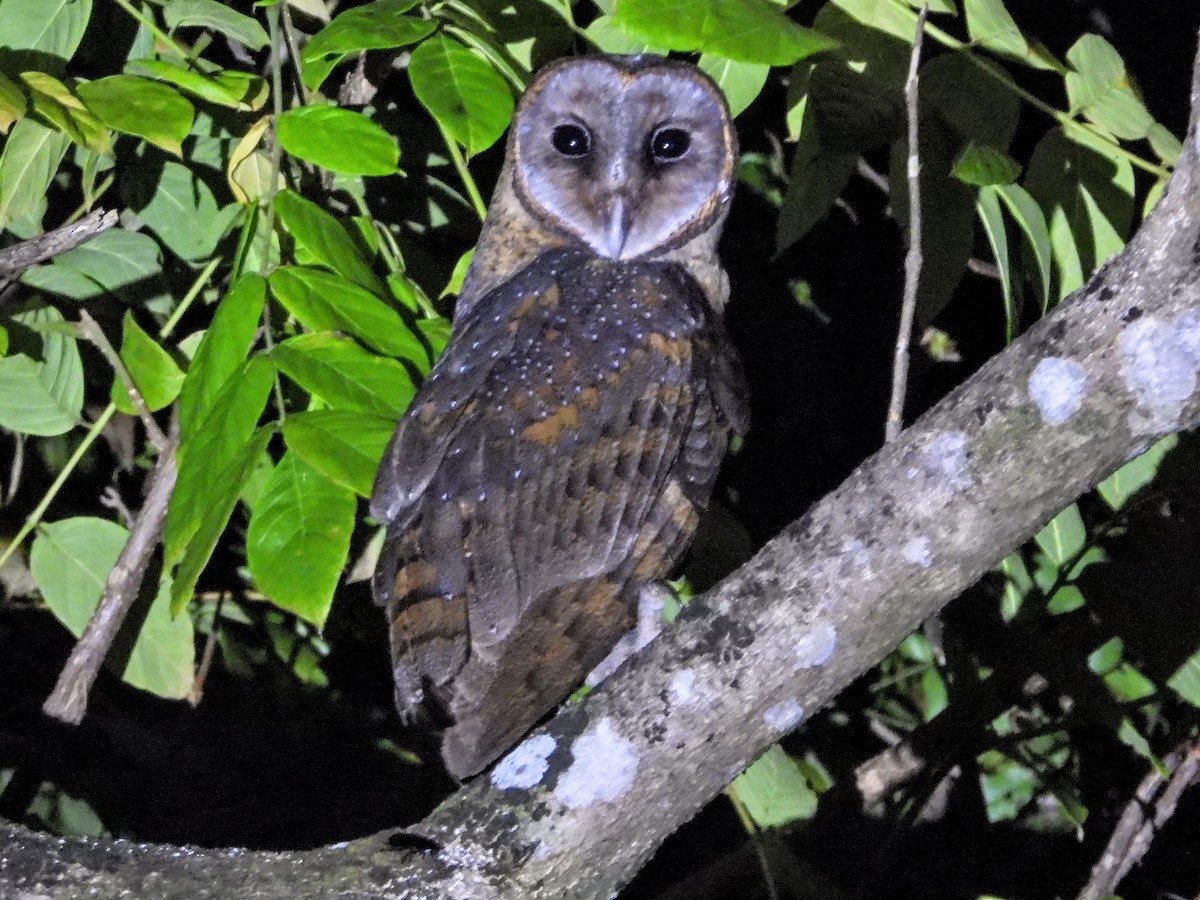 Sulawesi Masked-Owl - ML608767872