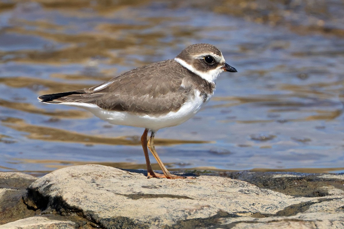 Semipalmated Plover - ML608767986