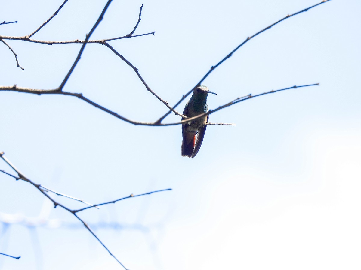 Copper-tailed Hummingbird - ML608768065