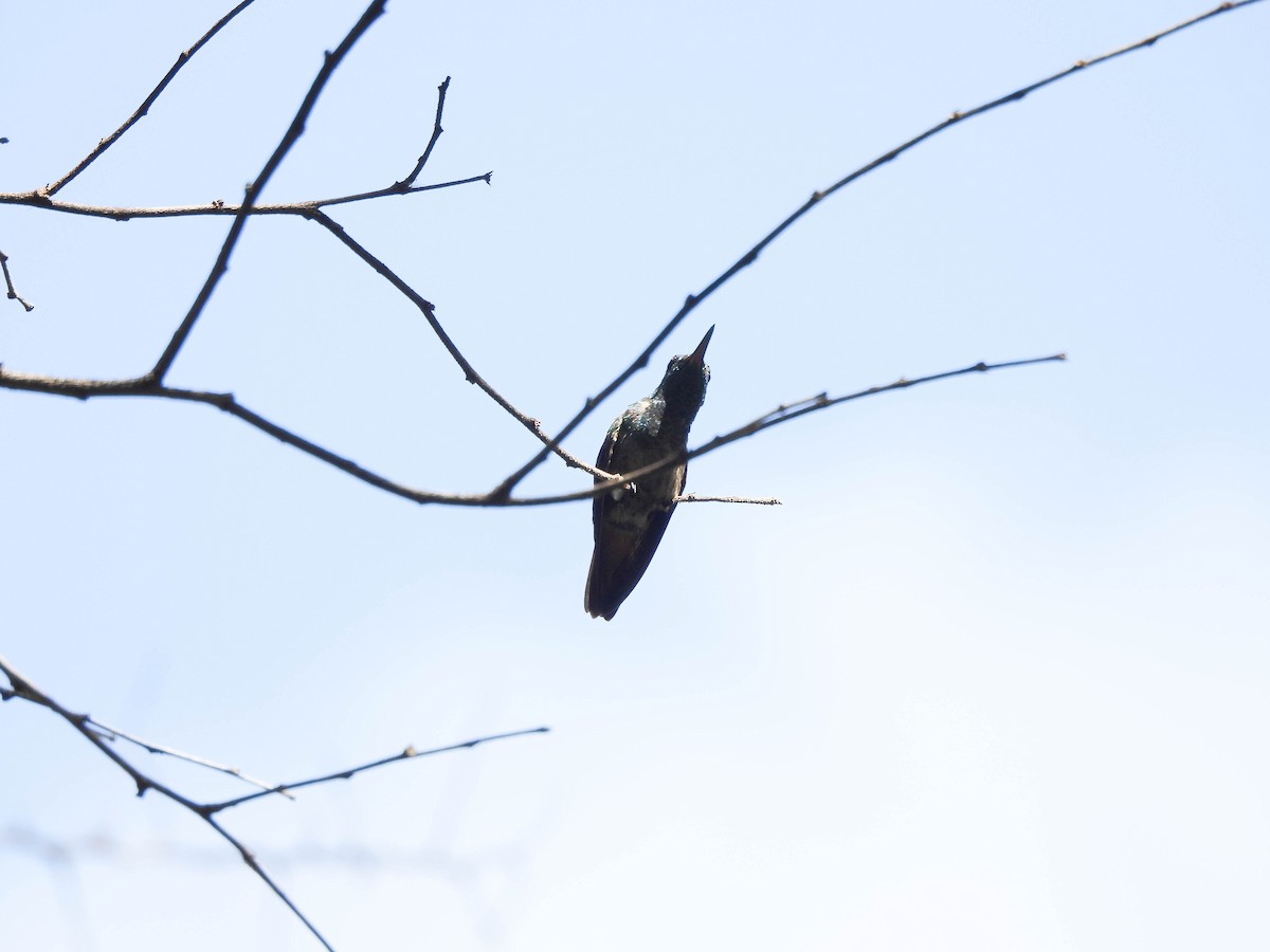Copper-tailed Hummingbird - Susan Brauning