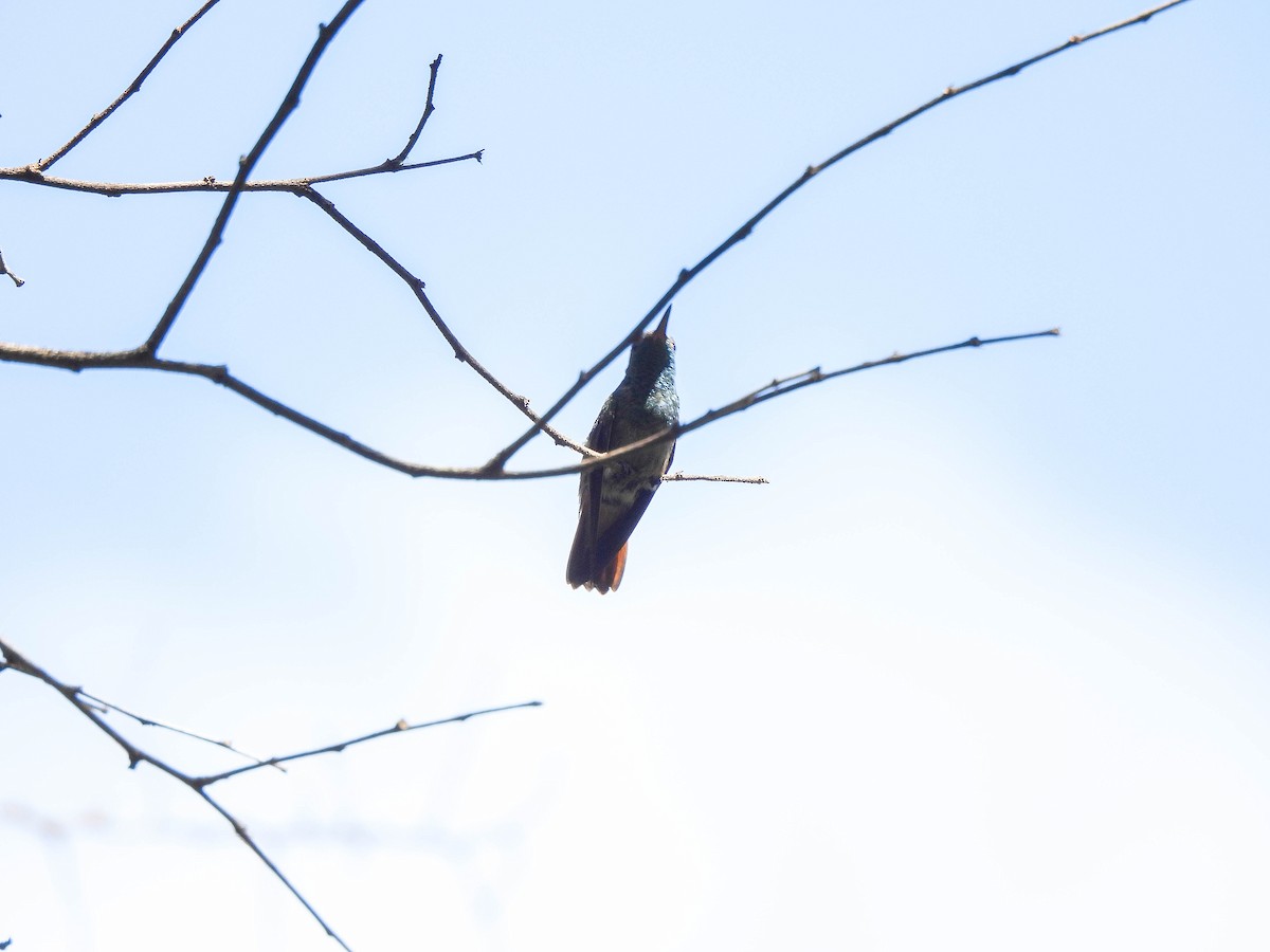 Copper-tailed Hummingbird - ML608768067