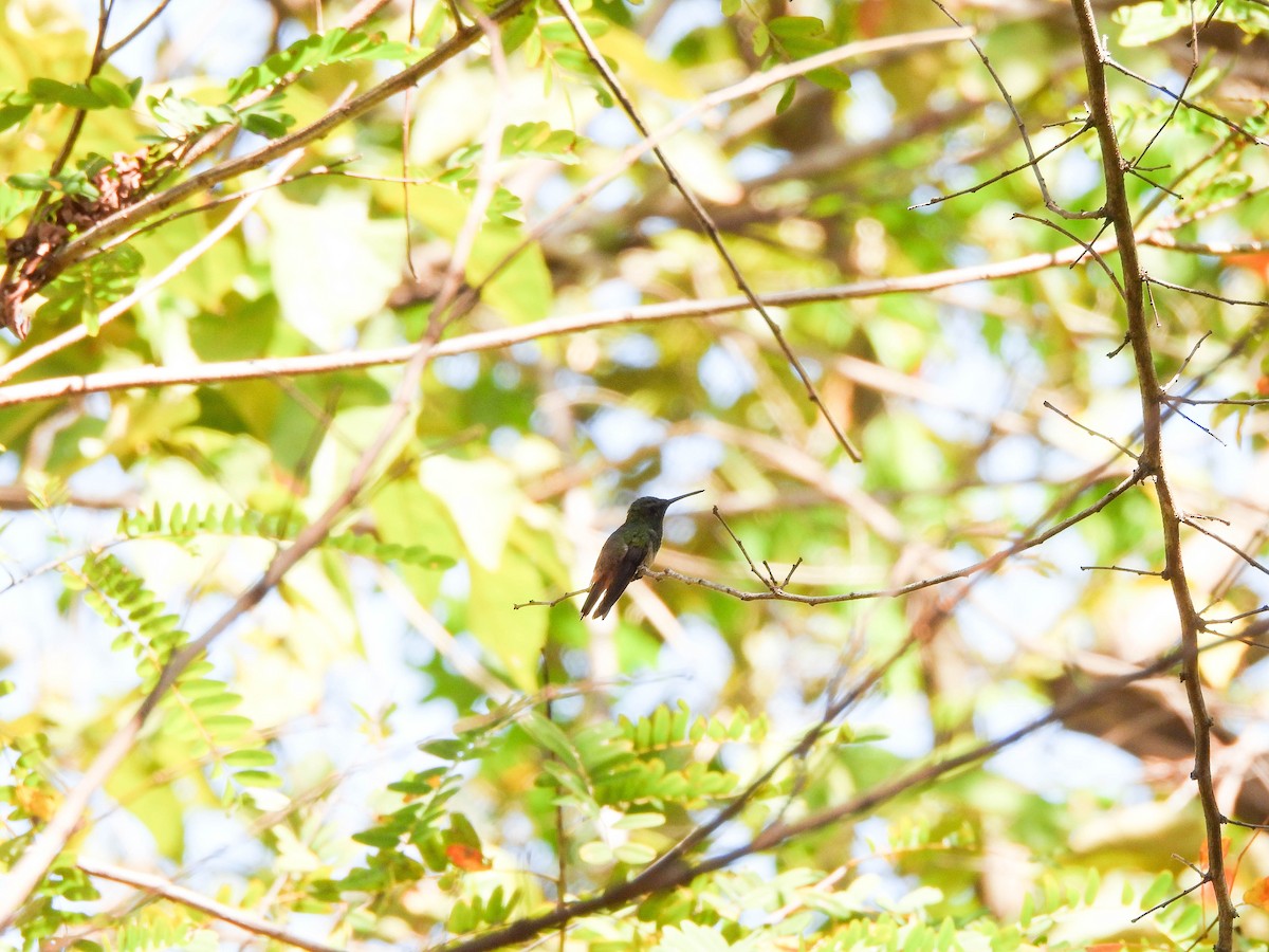 Copper-tailed Hummingbird - Susan Brauning