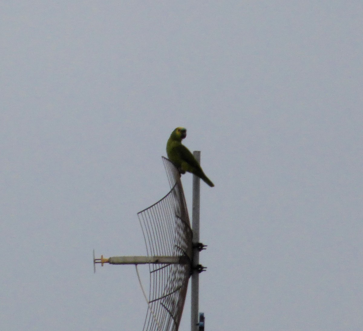 Turquoise-fronted Parrot - ML608768154