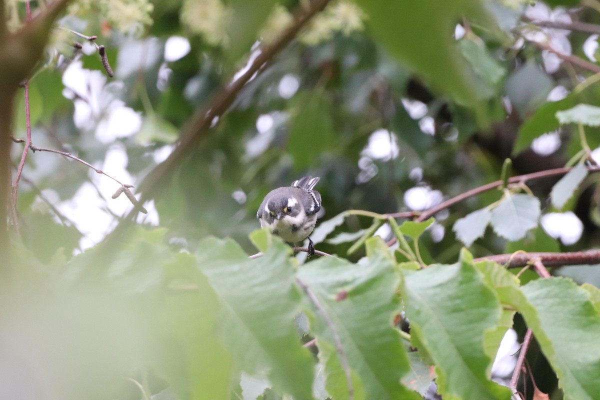 Black-throated Gray Warbler - ML608768623