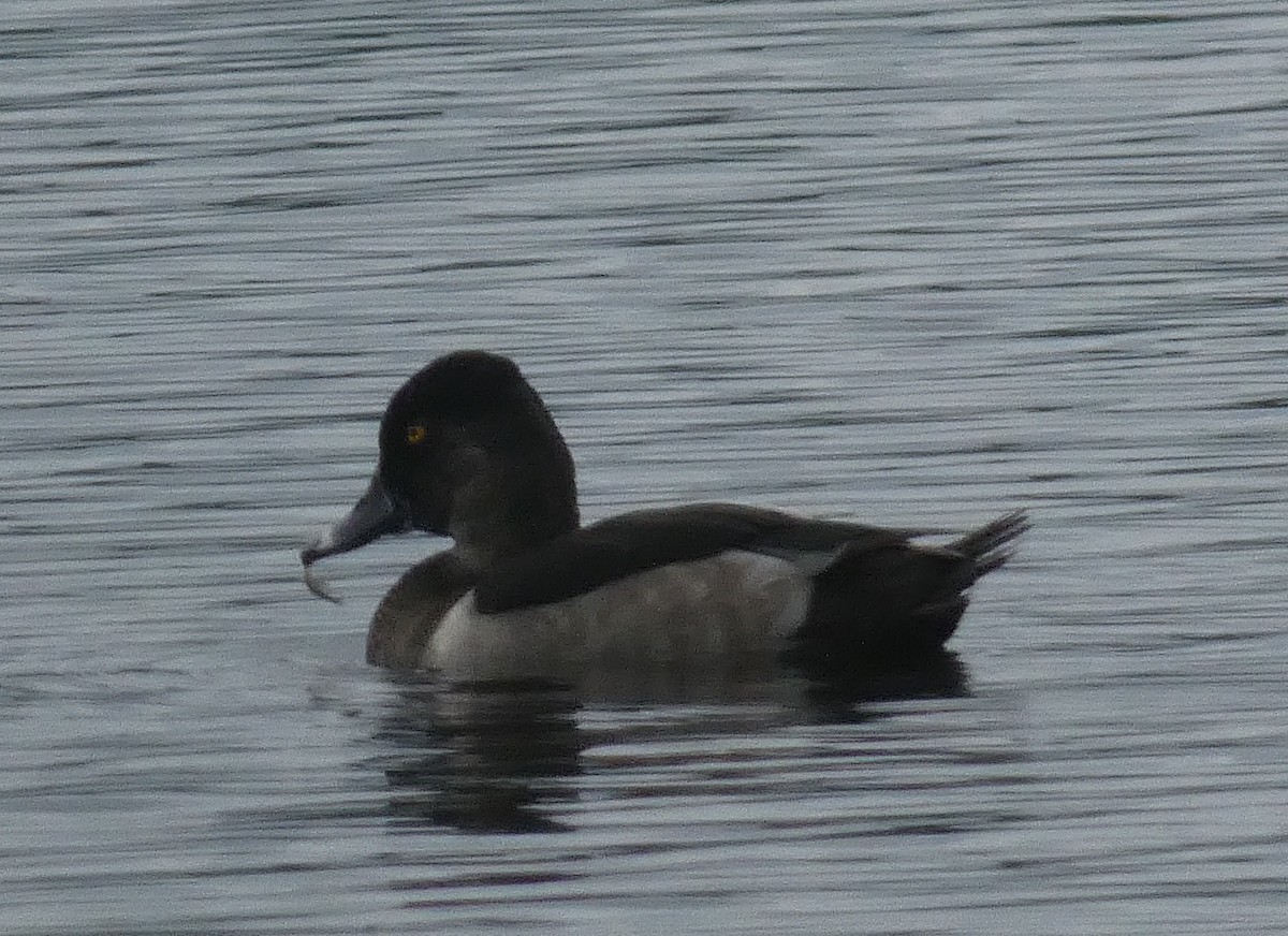 Ring-necked Duck - ML608768860