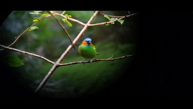 Red-necked Tanager - ML608769130
