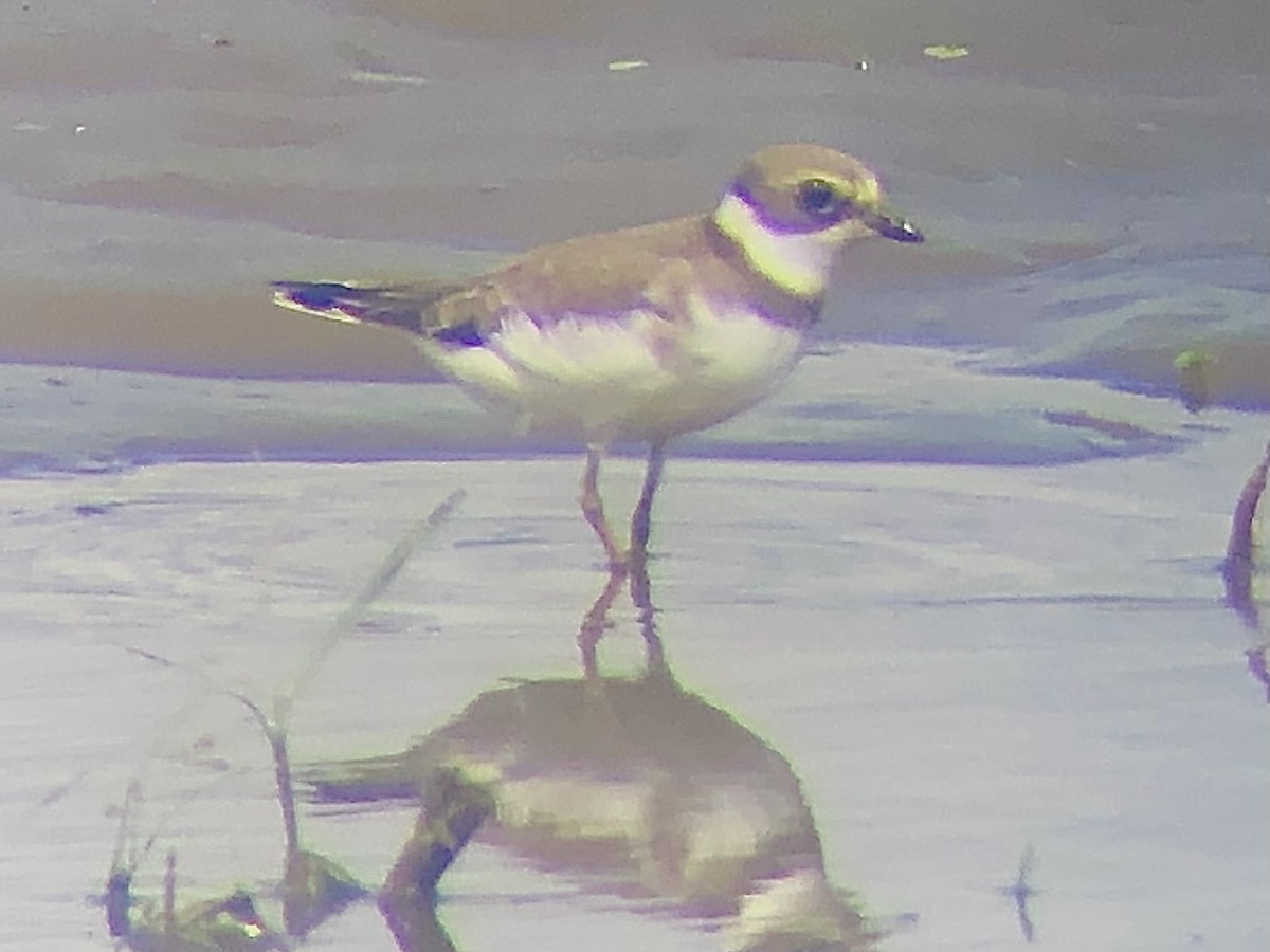 Semipalmated Plover - ML608769389