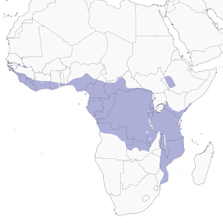 Distribution of the Green-backed Woodpecker - Range Map