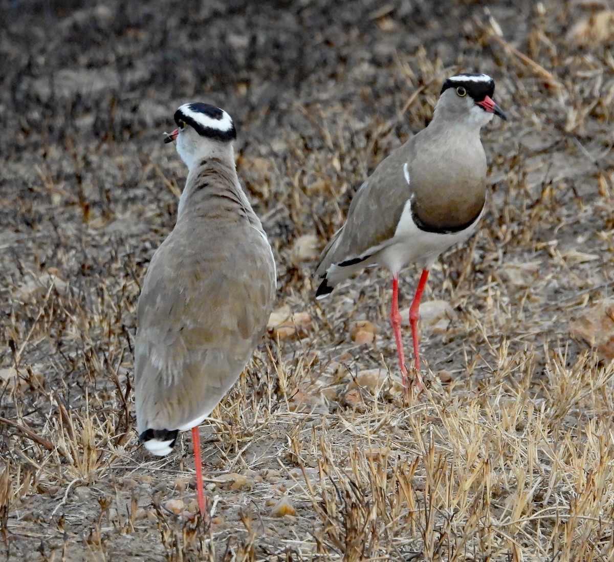 Crowned Lapwing - ML608769855