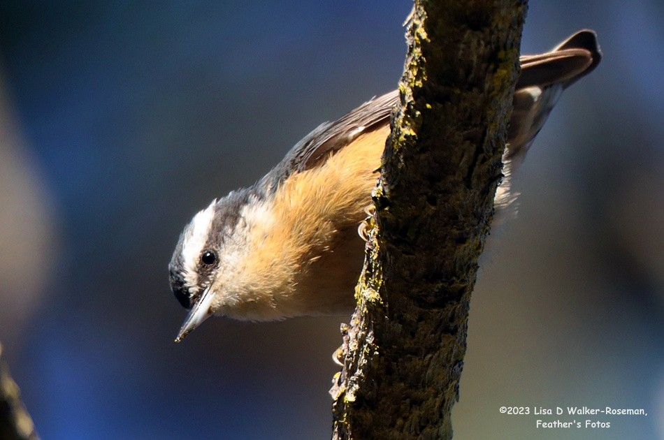 Red-breasted Nuthatch - ML608769875