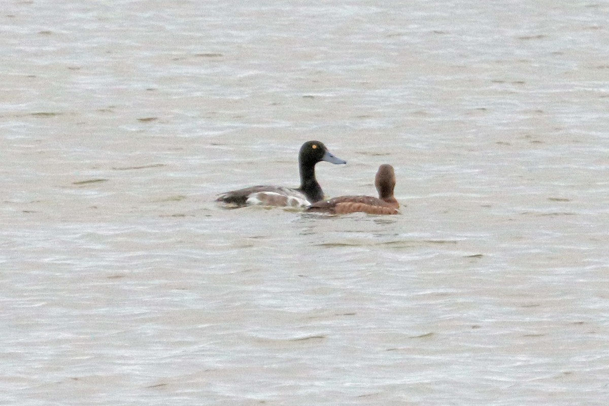 Greater Scaup - ML608770067