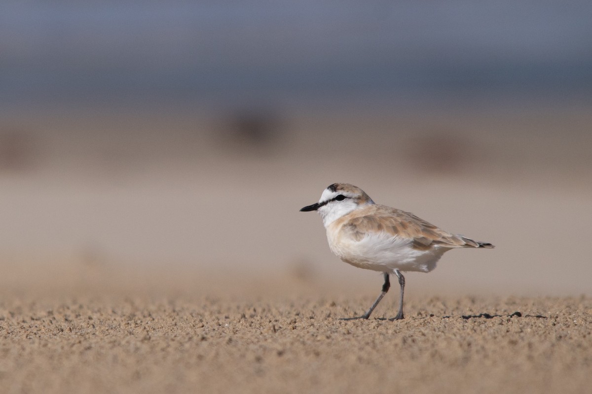 White-fronted Plover - ML608770131