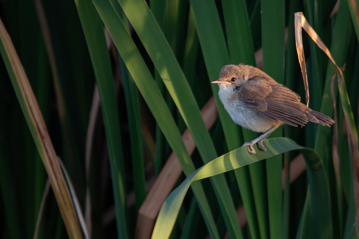 Common Reed Warbler (African) - ML608770489