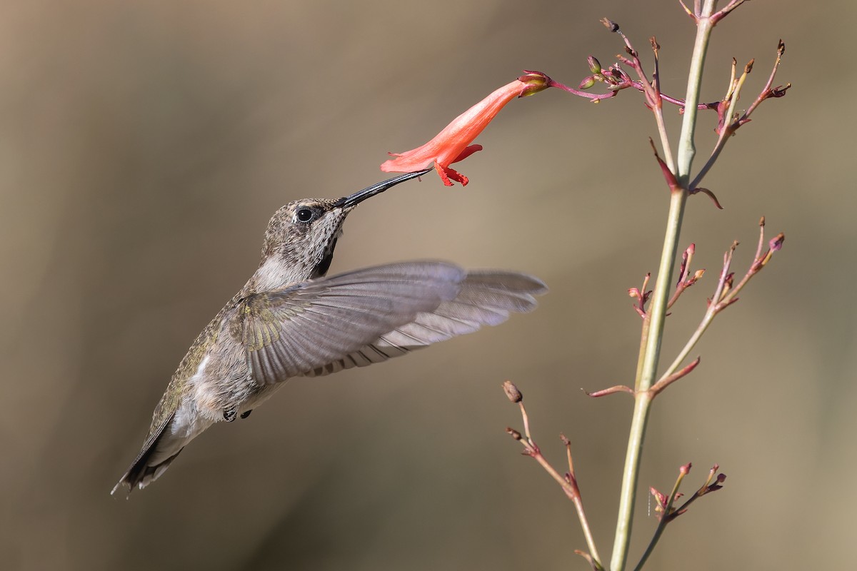 Black-chinned Hummingbird - ML608772067