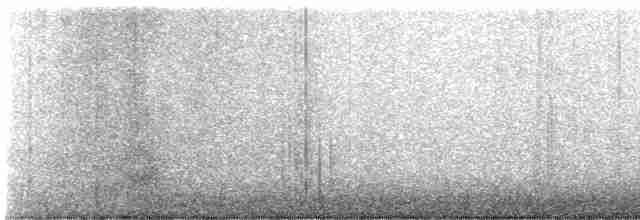 Chara de Steller (grupo stelleri) - ML608772236