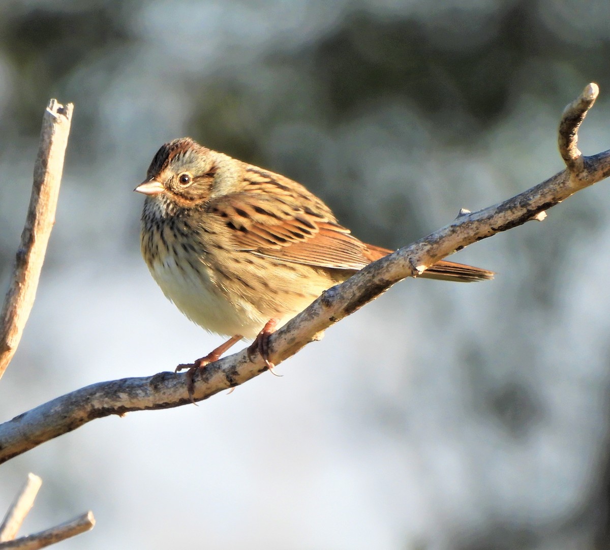 Lincoln's Sparrow - Jan Thom