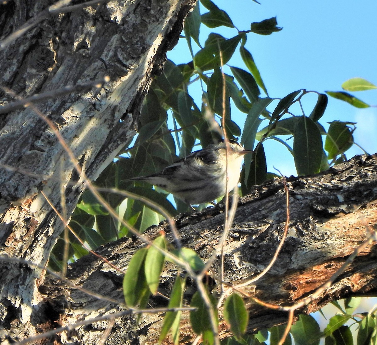 Black-and-white Warbler - ML608772607