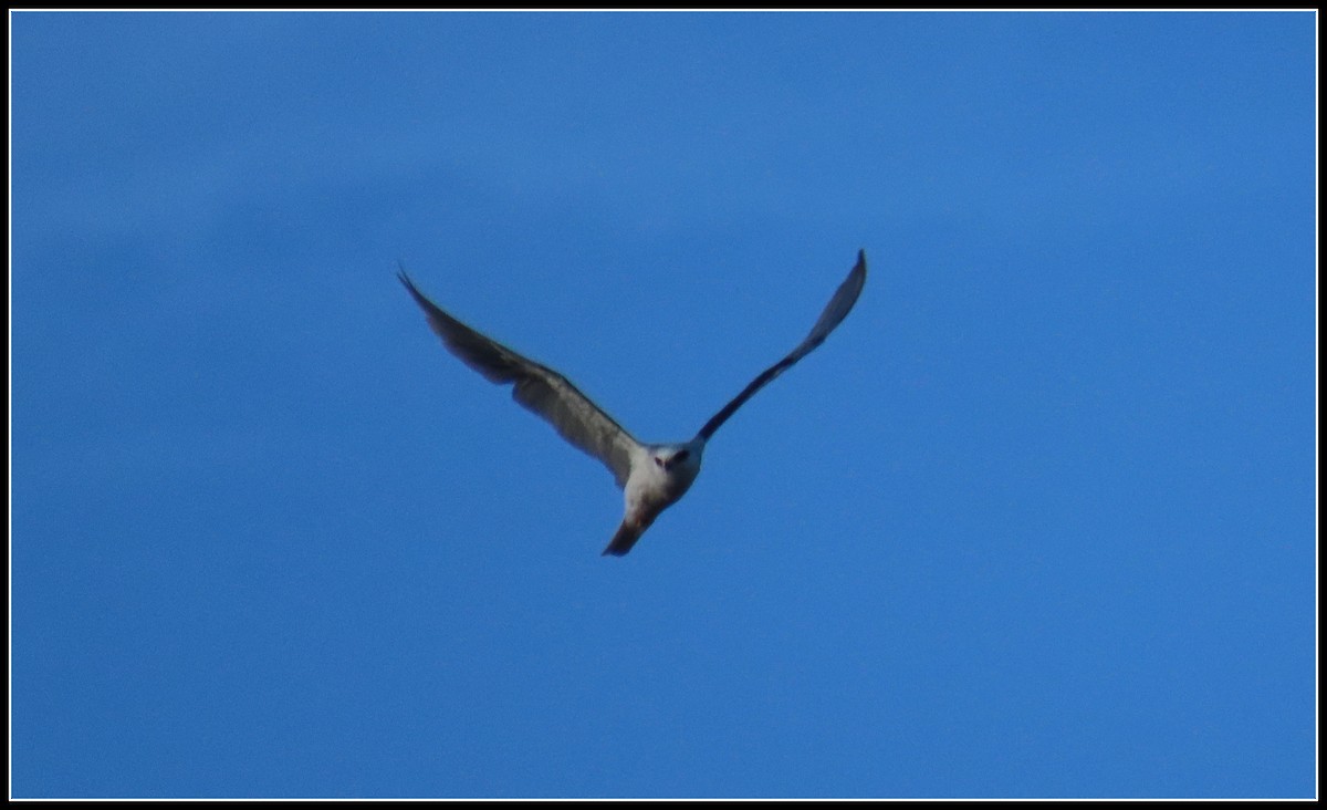White-tailed Kite - ML608772633