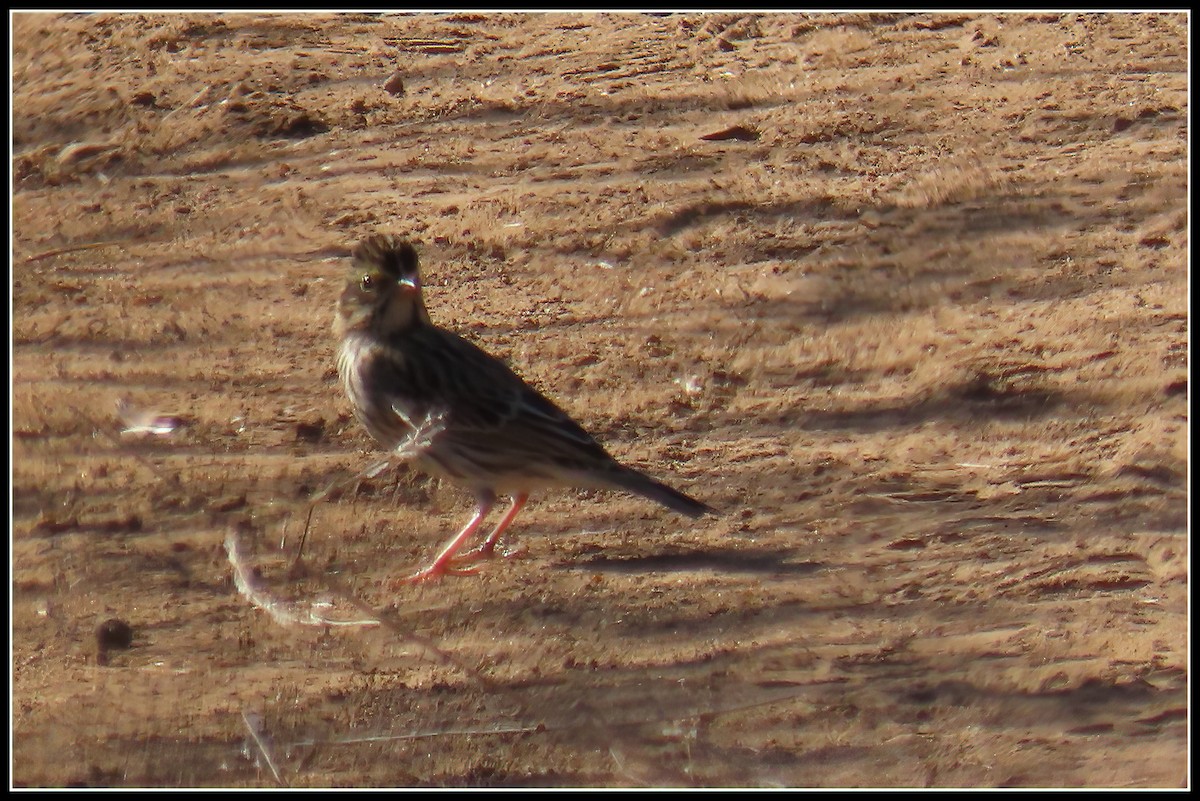 Savannah Sparrow - ML608772808