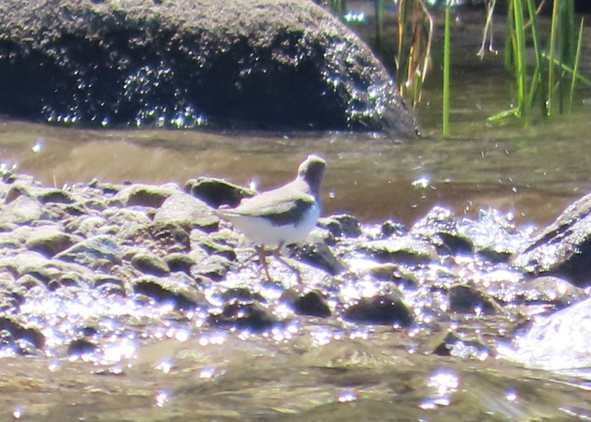 Spotted Sandpiper - The Spotting Twohees