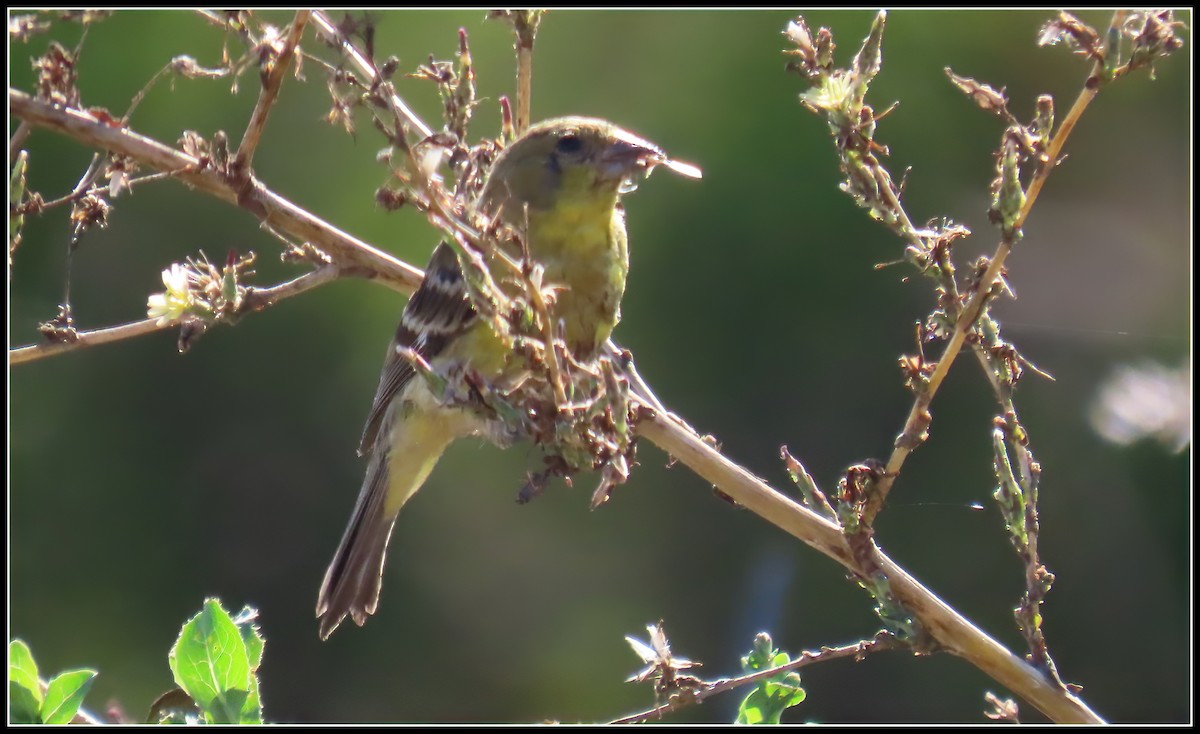 Lesser Goldfinch - ML608772916